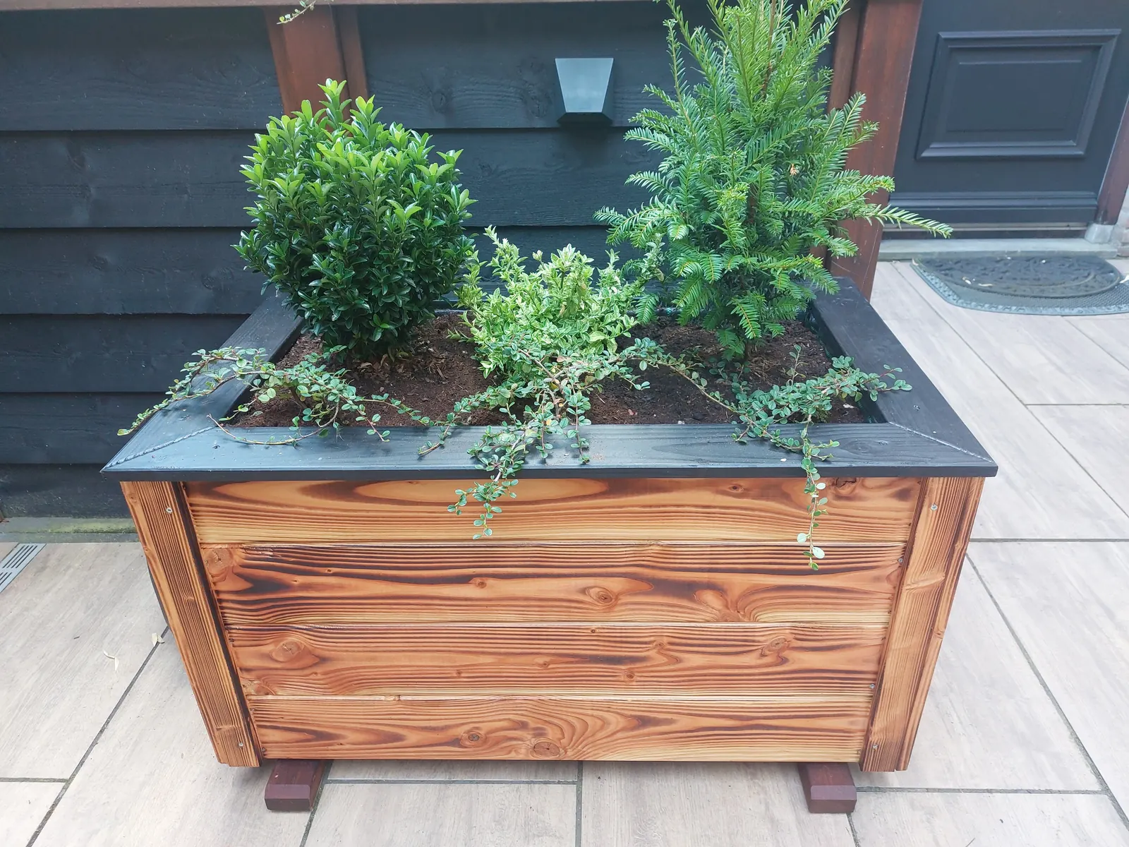 Plantenbak van gebrand hout met antraciet rand en groenblijvende planten